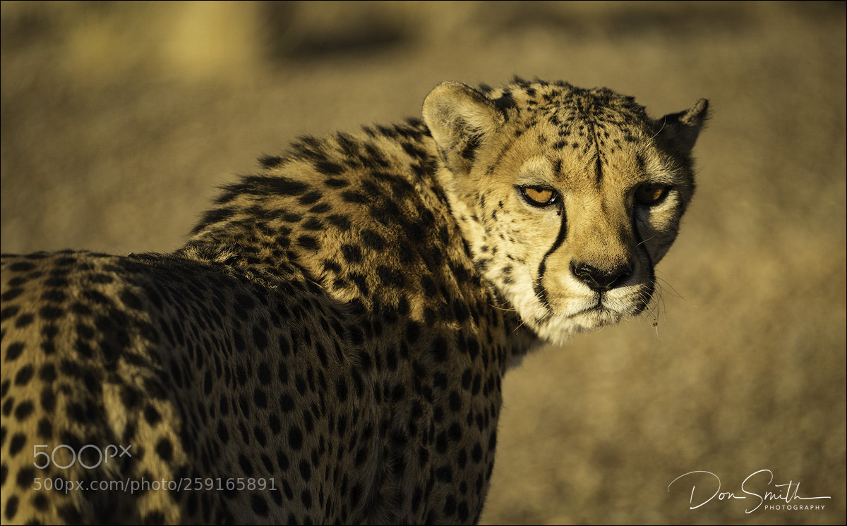 Sony a9 sample photo. Cheetah photography
