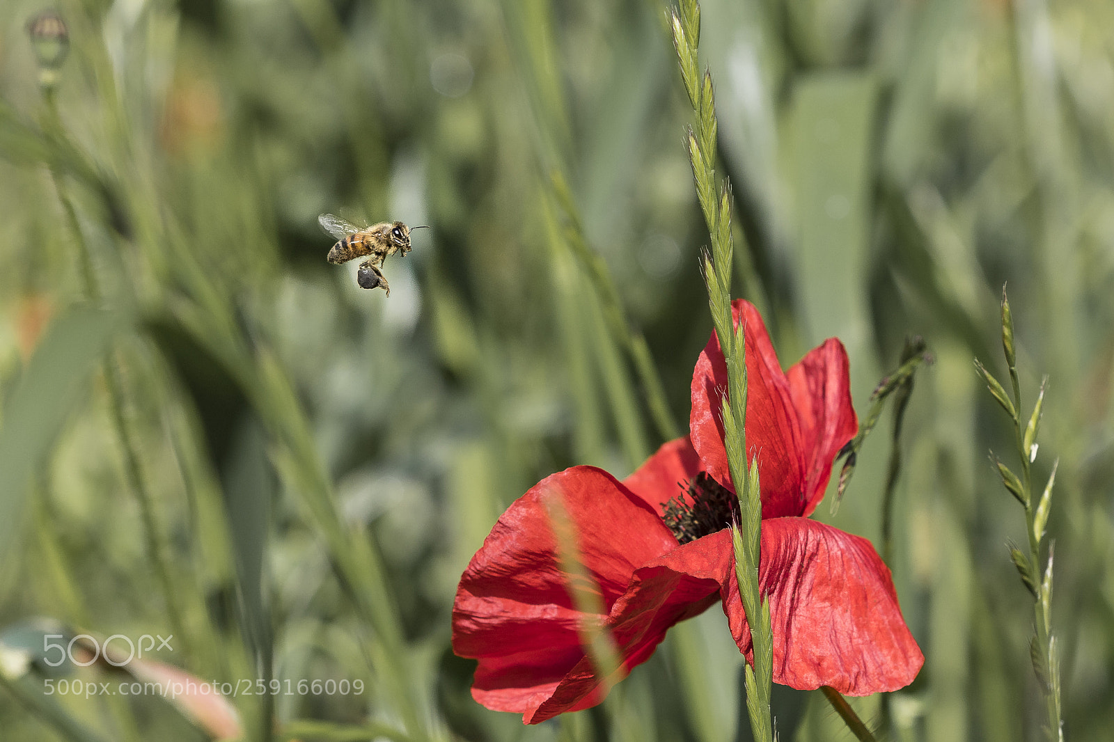 Canon EOS 7D Mark II sample photo. Bee photography