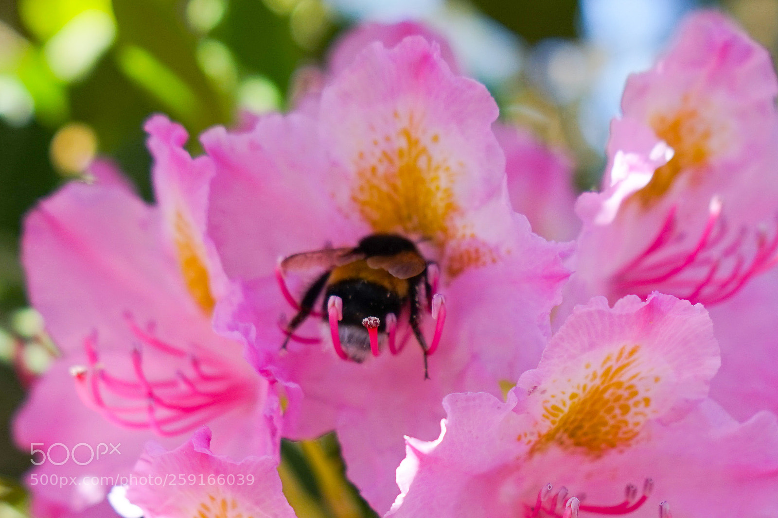 Sony a7 sample photo. Шмель 3. photography