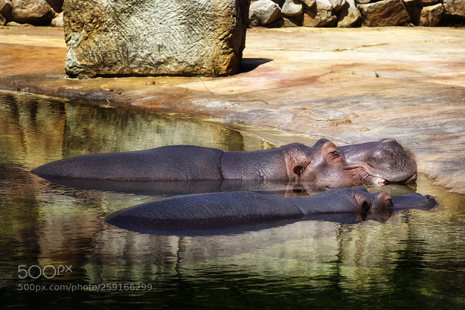 Canon EOS 6D sample photo. Hippopotamus photography