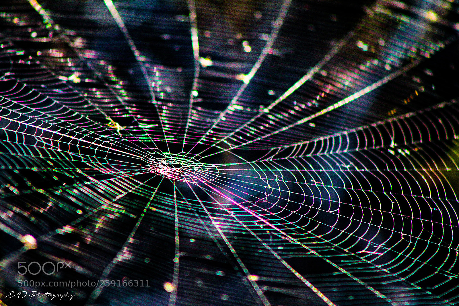 Canon EOS 7D sample photo. Spidernet photography