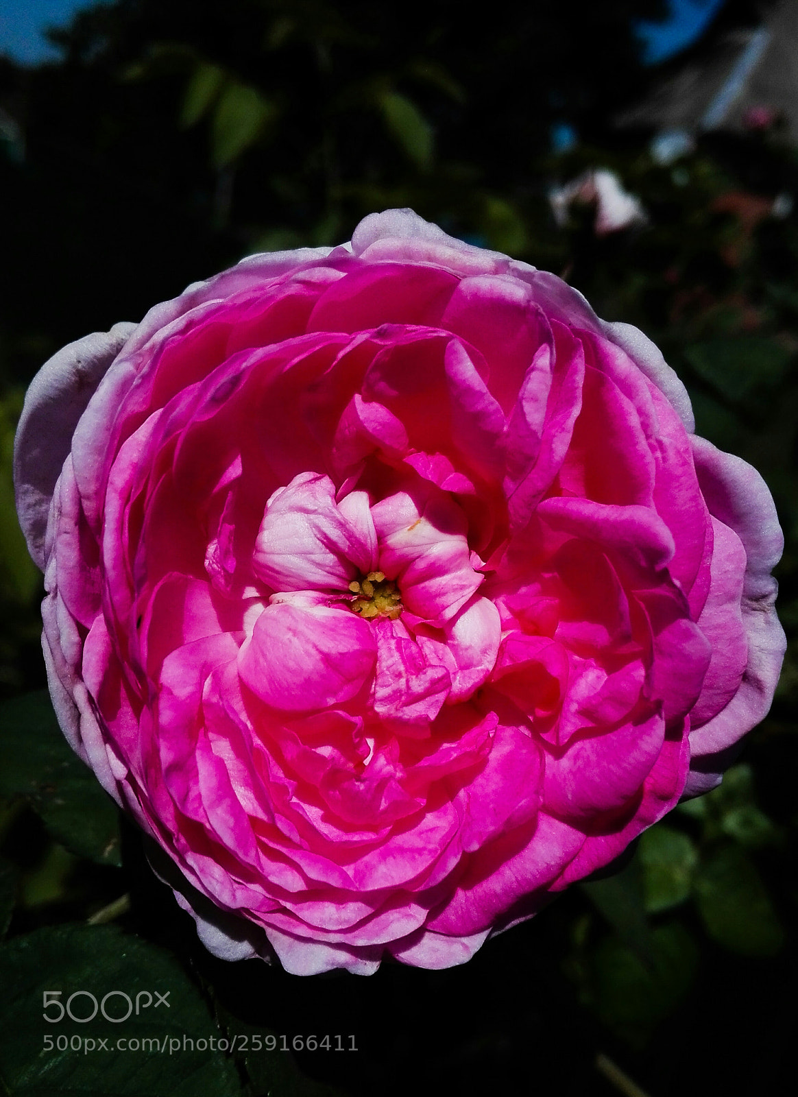 HUAWEI P8 Lite sample photo. Rose photography