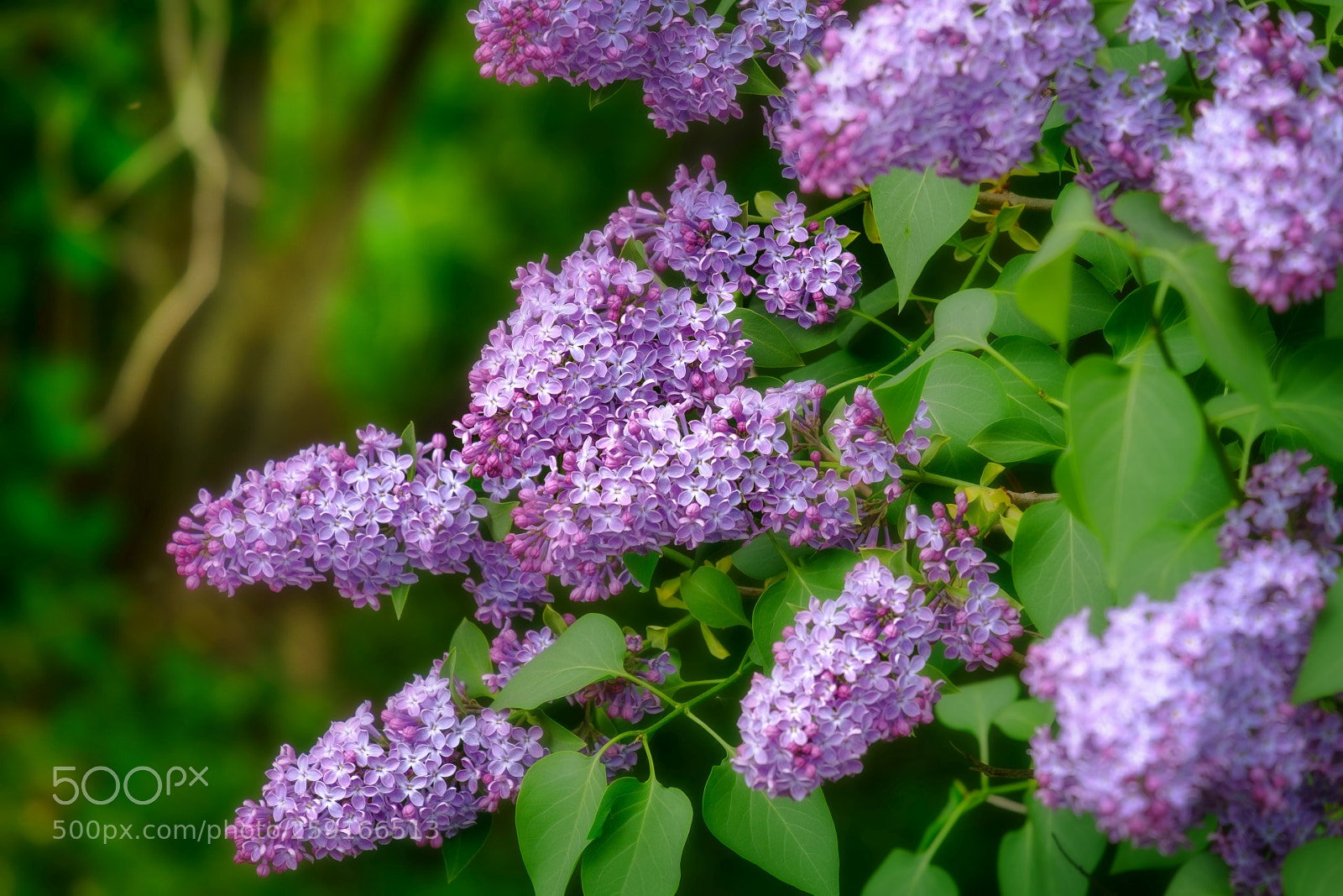 Fujifilm X-T20 sample photo. Syringa vulgaris photography