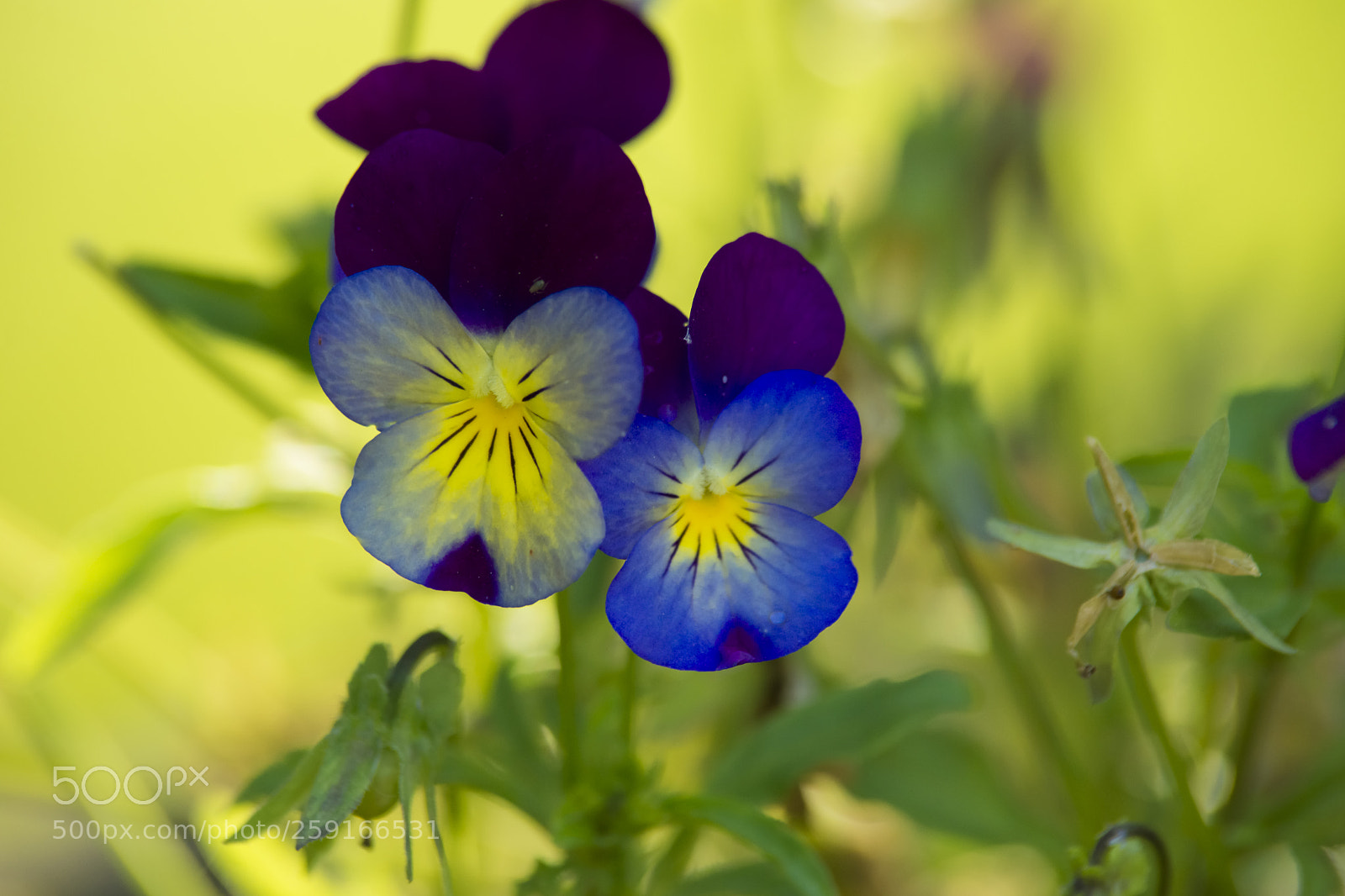 Sony SLT-A77 sample photo. Flor de viola photography