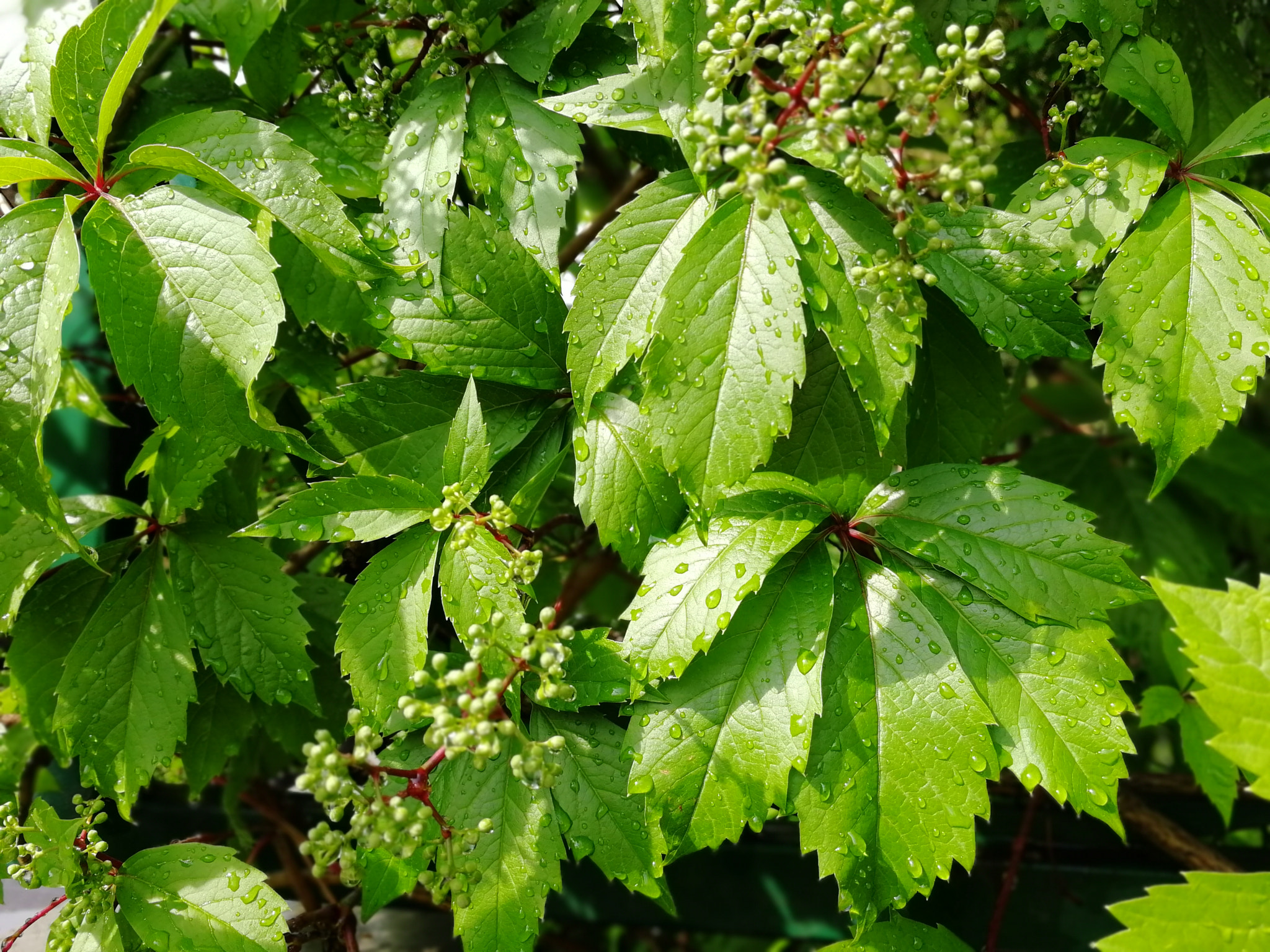 HUAWEI Honor 9 sample photo. Weather juices photography
