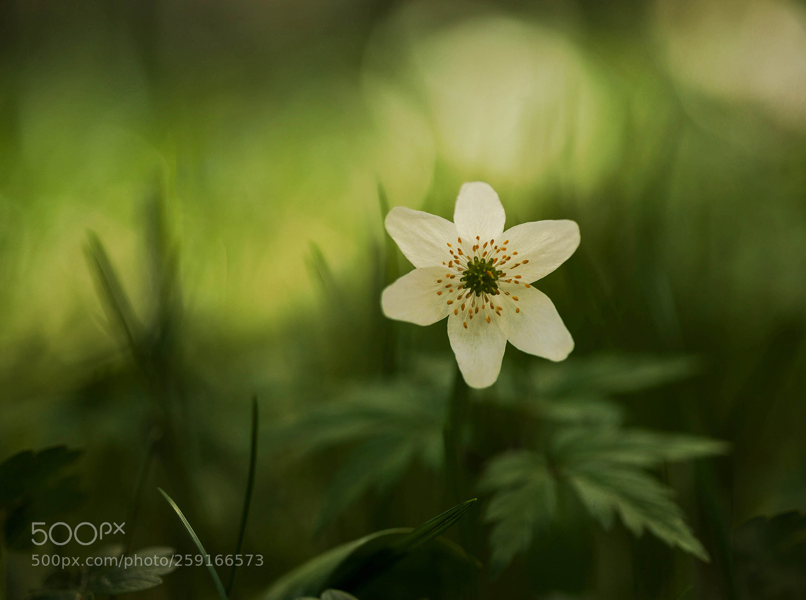 Canon EOS 5D Mark II sample photo. Windflower photography