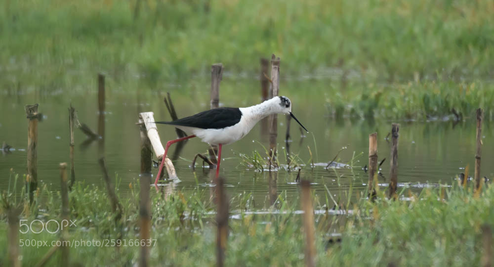 Nikon D500 sample photo. Chasse blanche en qu photography
