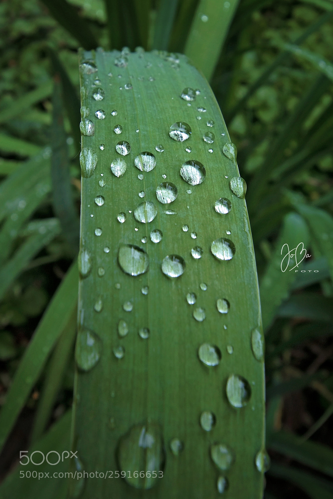 Canon EOS 80D sample photo. Drops photography