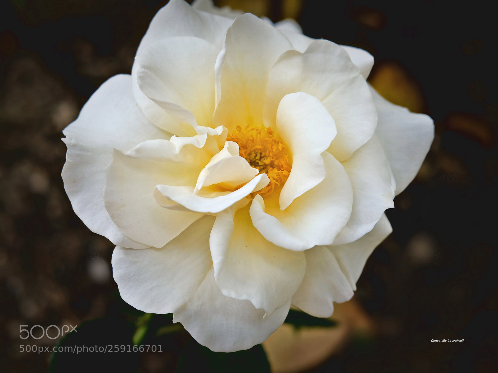 Fujifilm X-T20 sample photo. Rose photography