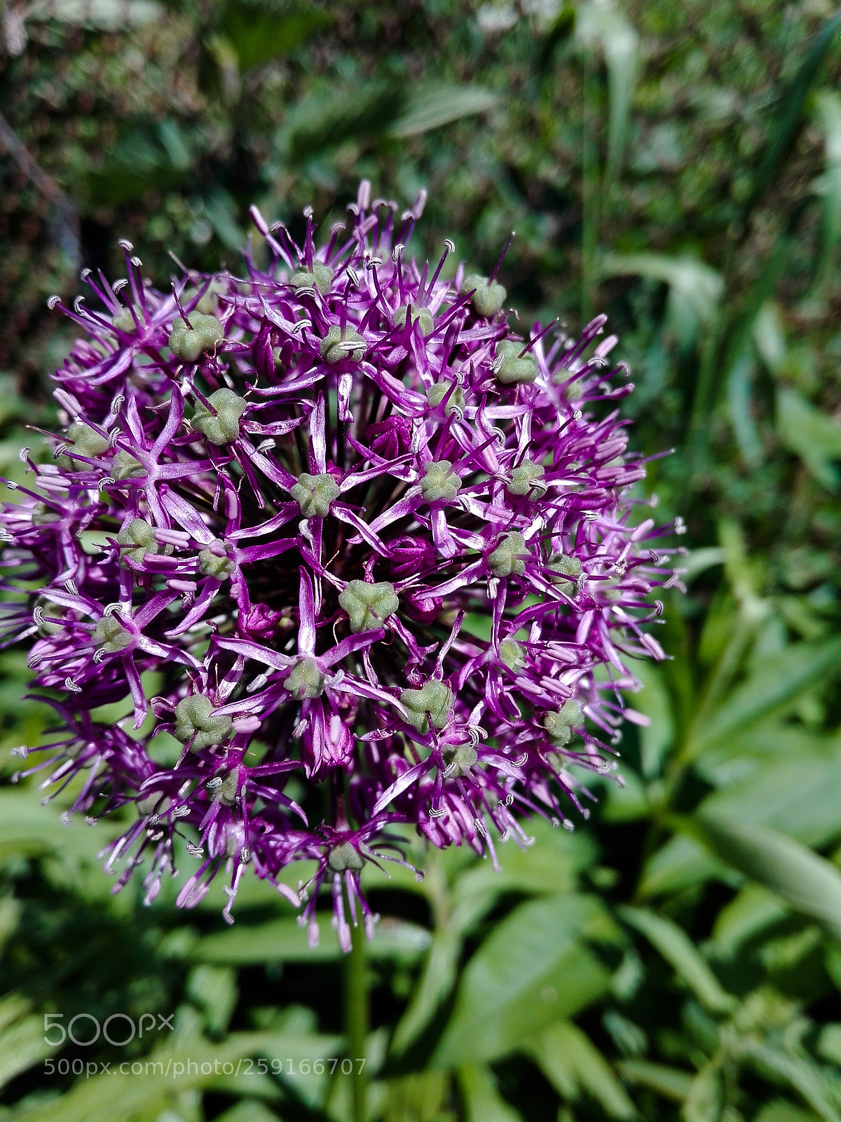 HUAWEI P8 Lite sample photo. Allium aflatunense photography