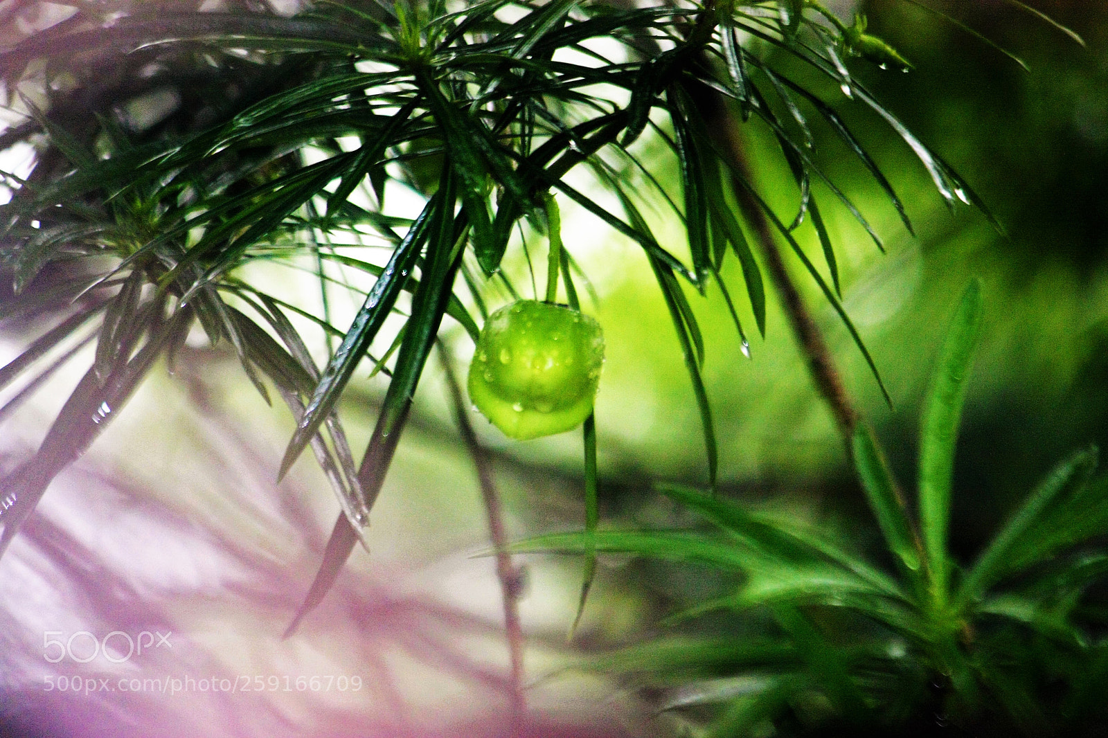 Canon EOS 40D sample photo. Img photography
