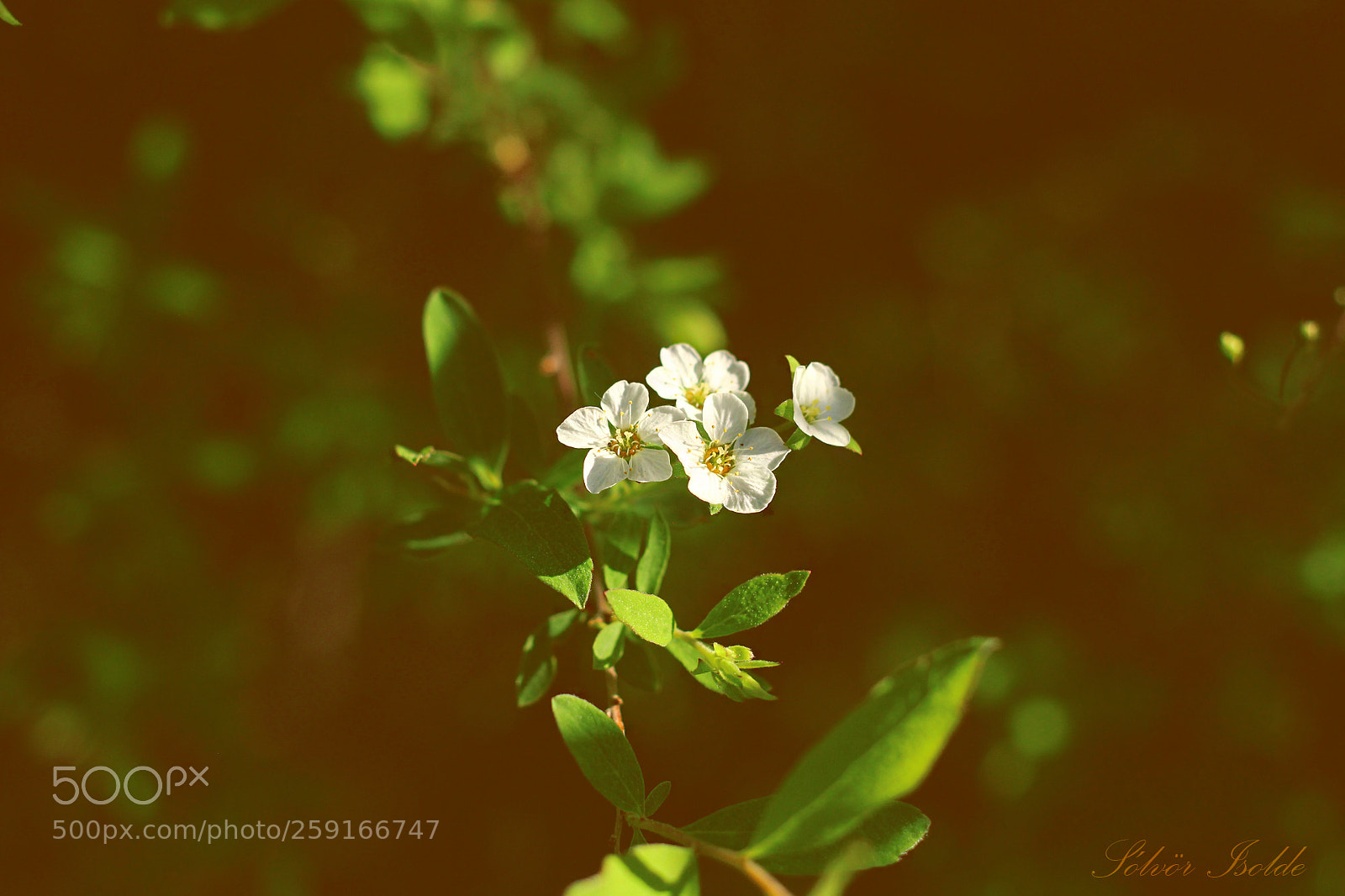 Canon EOS 600D (Rebel EOS T3i / EOS Kiss X5) sample photo. Blomst photography