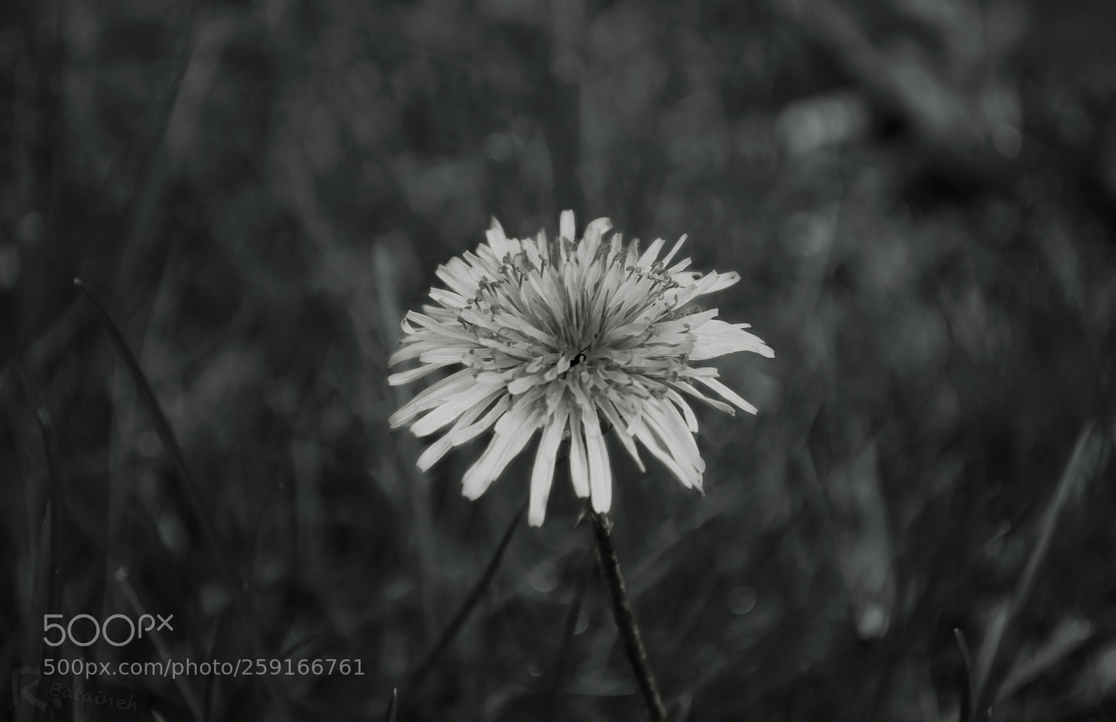 Nikon D3300 sample photo. Black and white photography