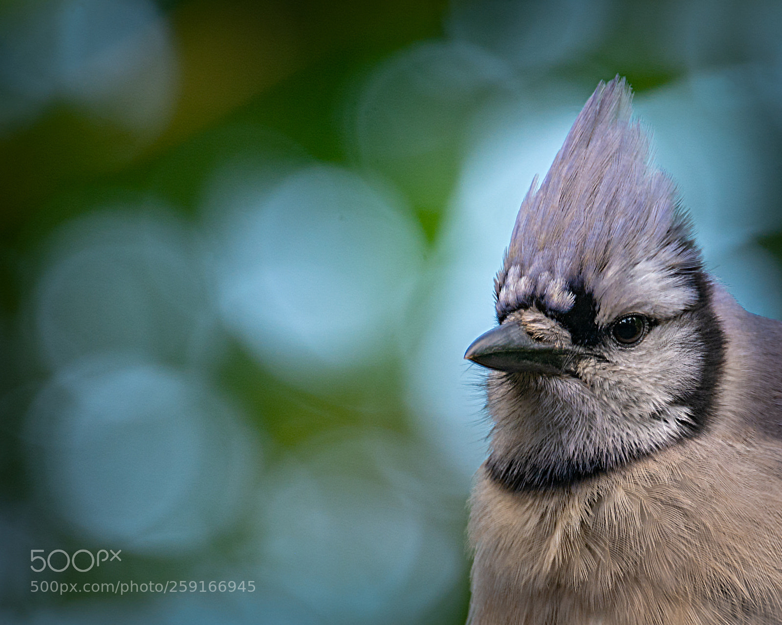 Nikon D7100 sample photo. Blue jay with bokeh photography