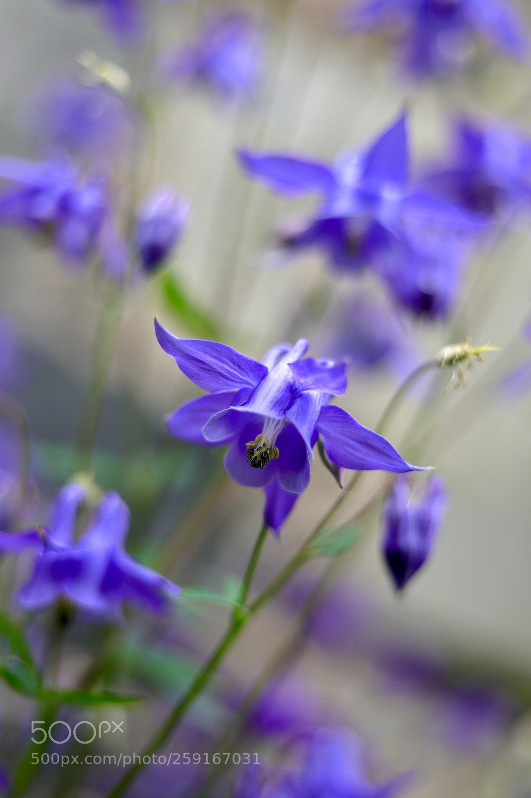 Canon EOS 6D Mark II sample photo. Aquilegia  photography