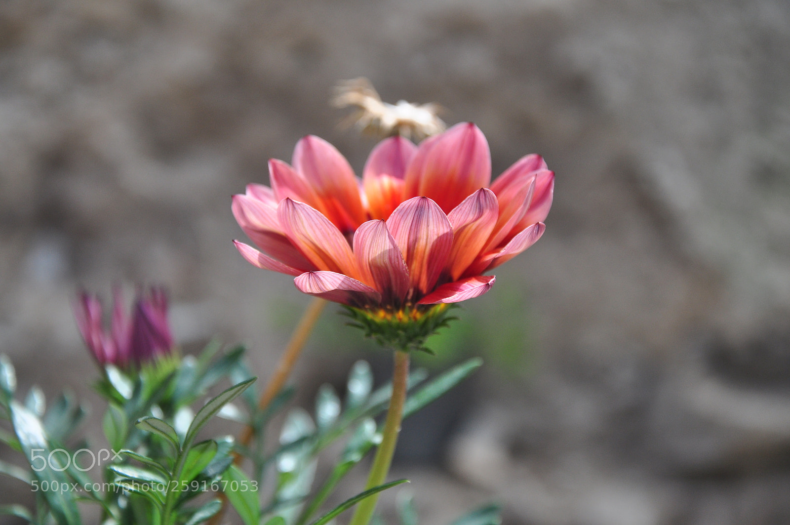 Nikon D90 sample photo. Beautiful flower photography