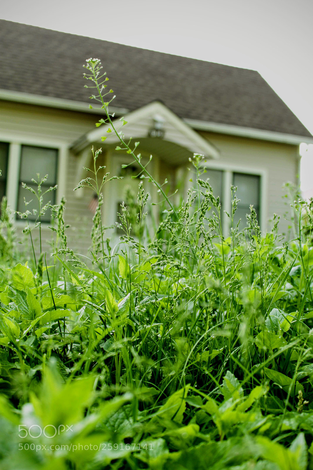 Canon EOS 500D (EOS Rebel T1i / EOS Kiss X3) sample photo. Study of green, 4 photography