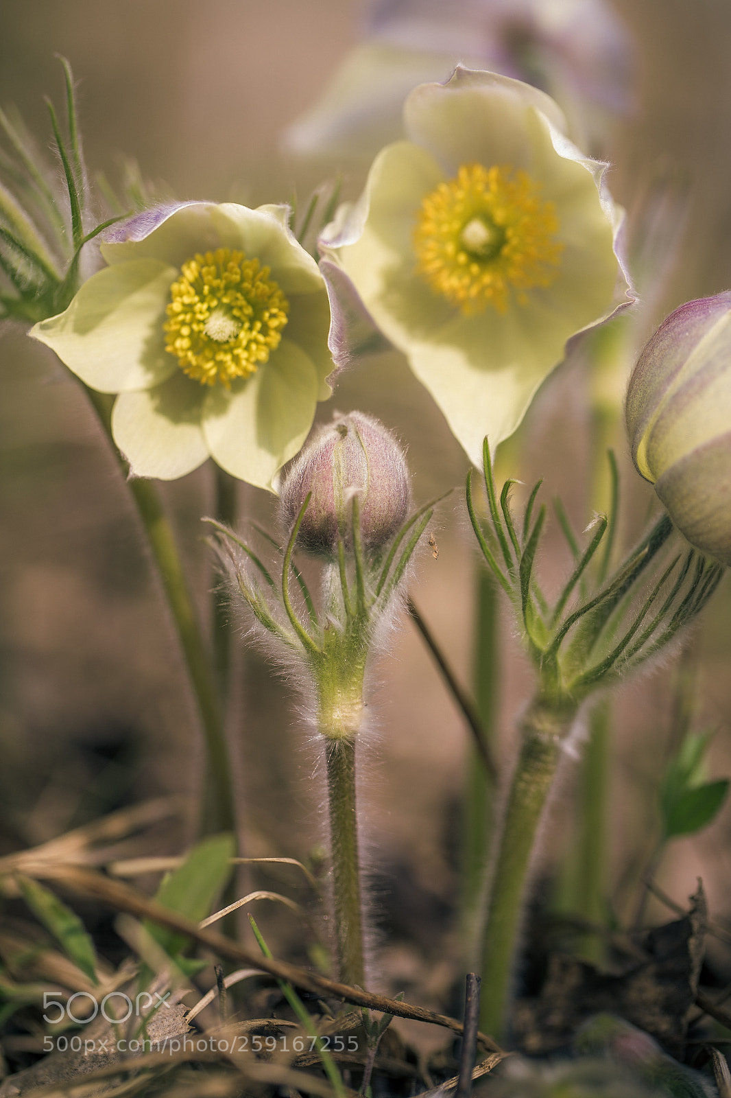 Canon EOS 6D sample photo. Beauty flowers photography