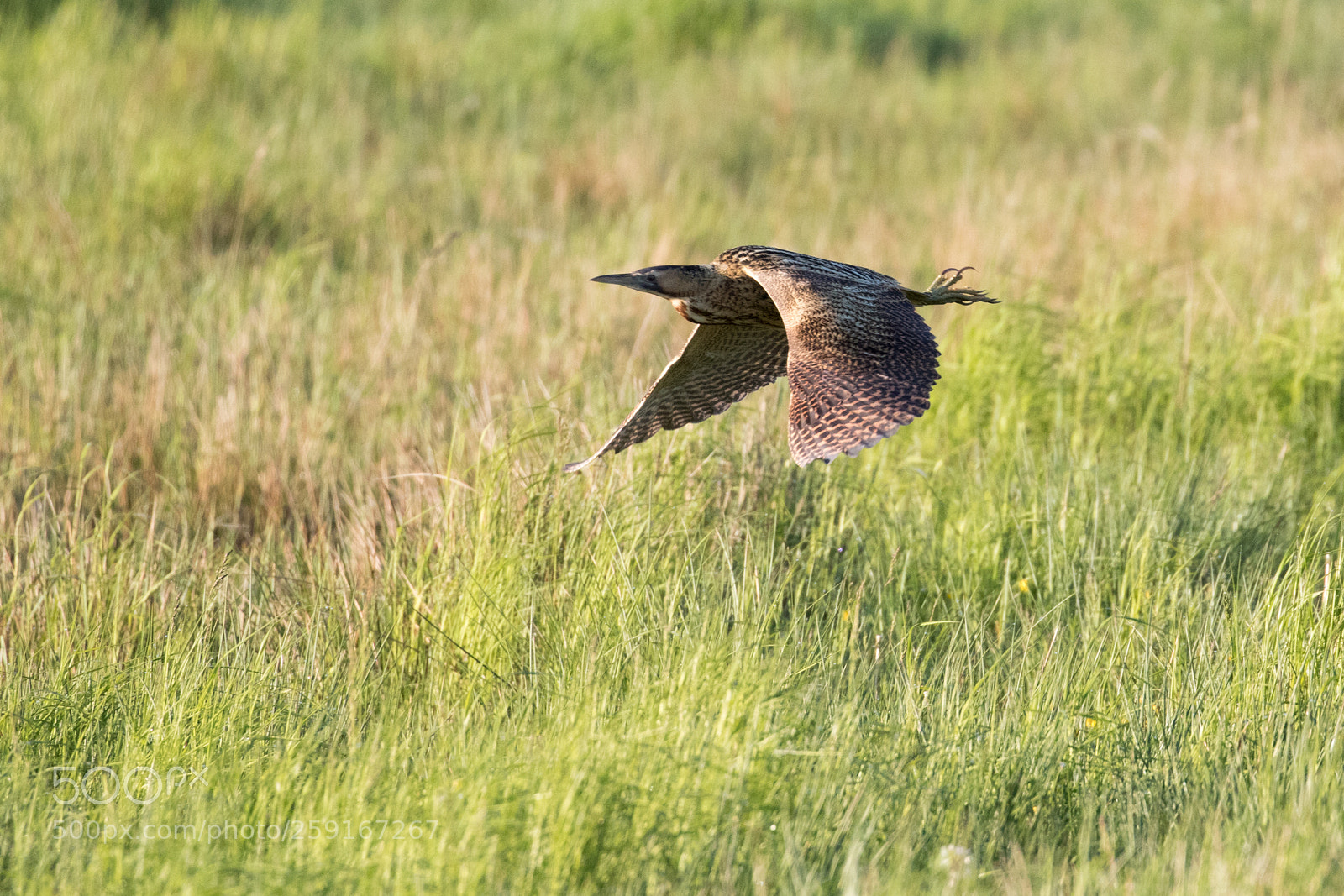 Canon EOS 7D Mark II sample photo. Eurasian bittern photography