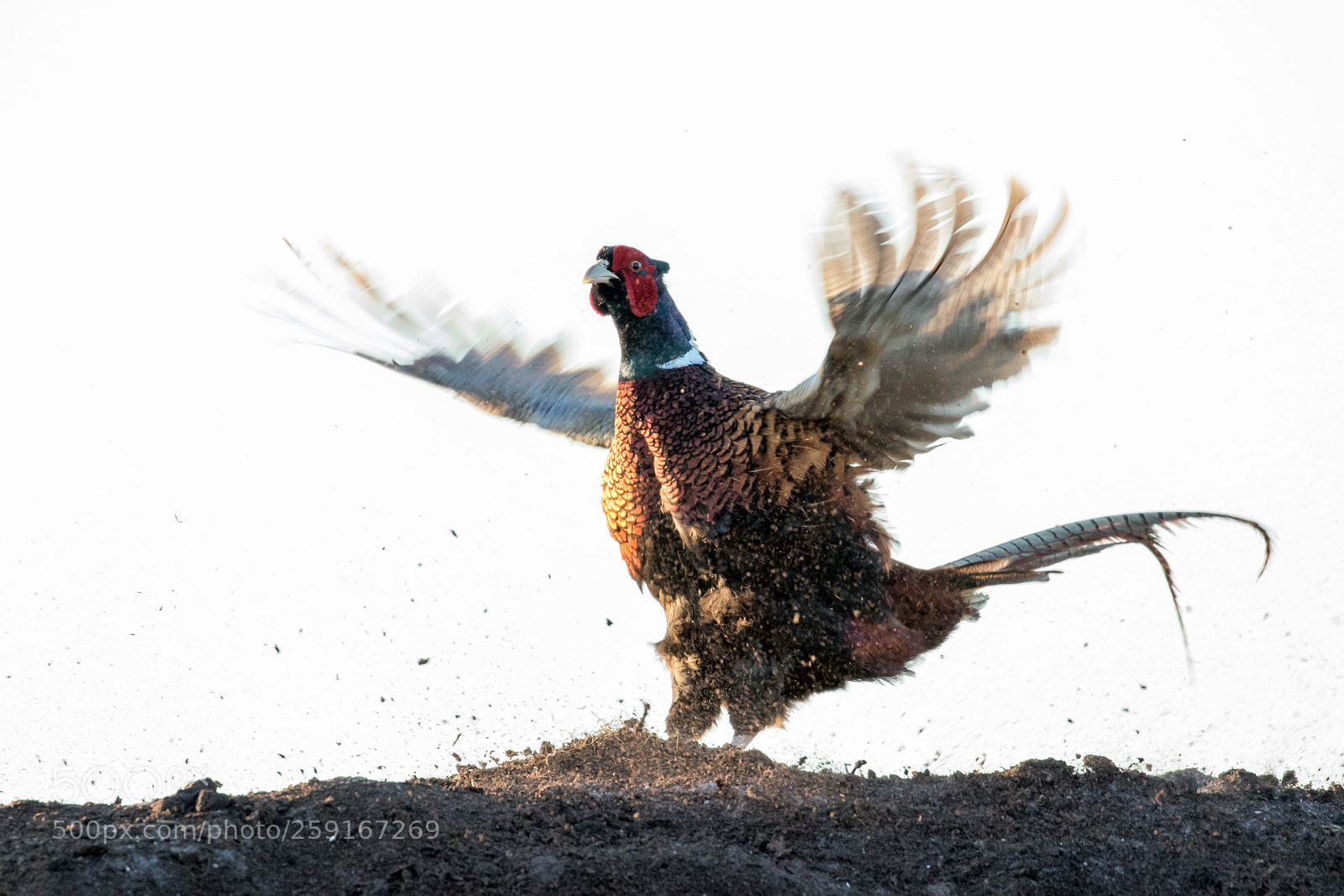 Canon EOS 7D Mark II sample photo. Common pheasant (phasianus colchicus) photography