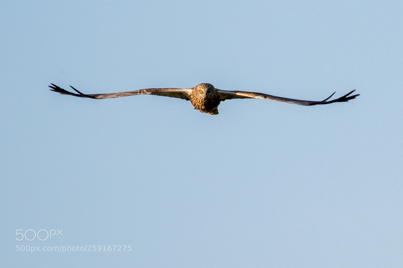 Canon EOS 7D Mark II sample photo. Marsh harrier photography