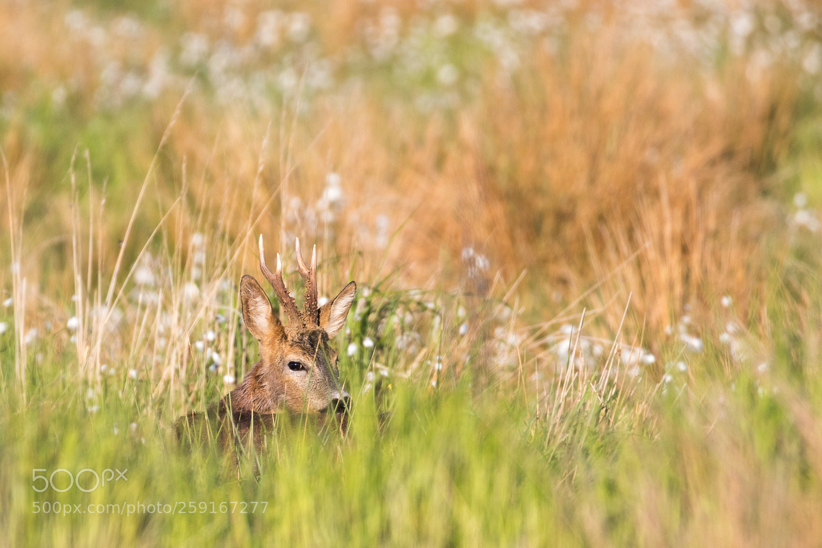Canon EOS 7D Mark II sample photo. Roe deer photography