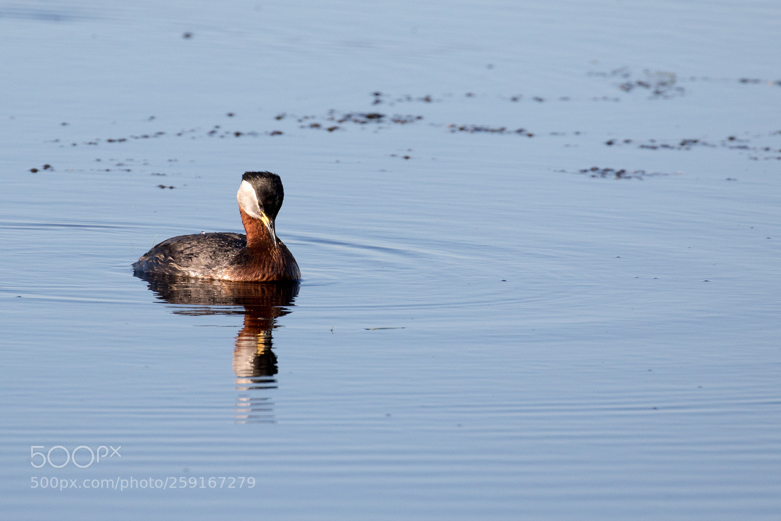 Canon EOS 7D Mark II sample photo. Red-necked grebe photography