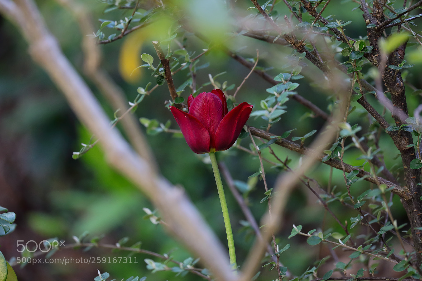 Canon EOS 5D Mark IV sample photo. Tulip in heart photography