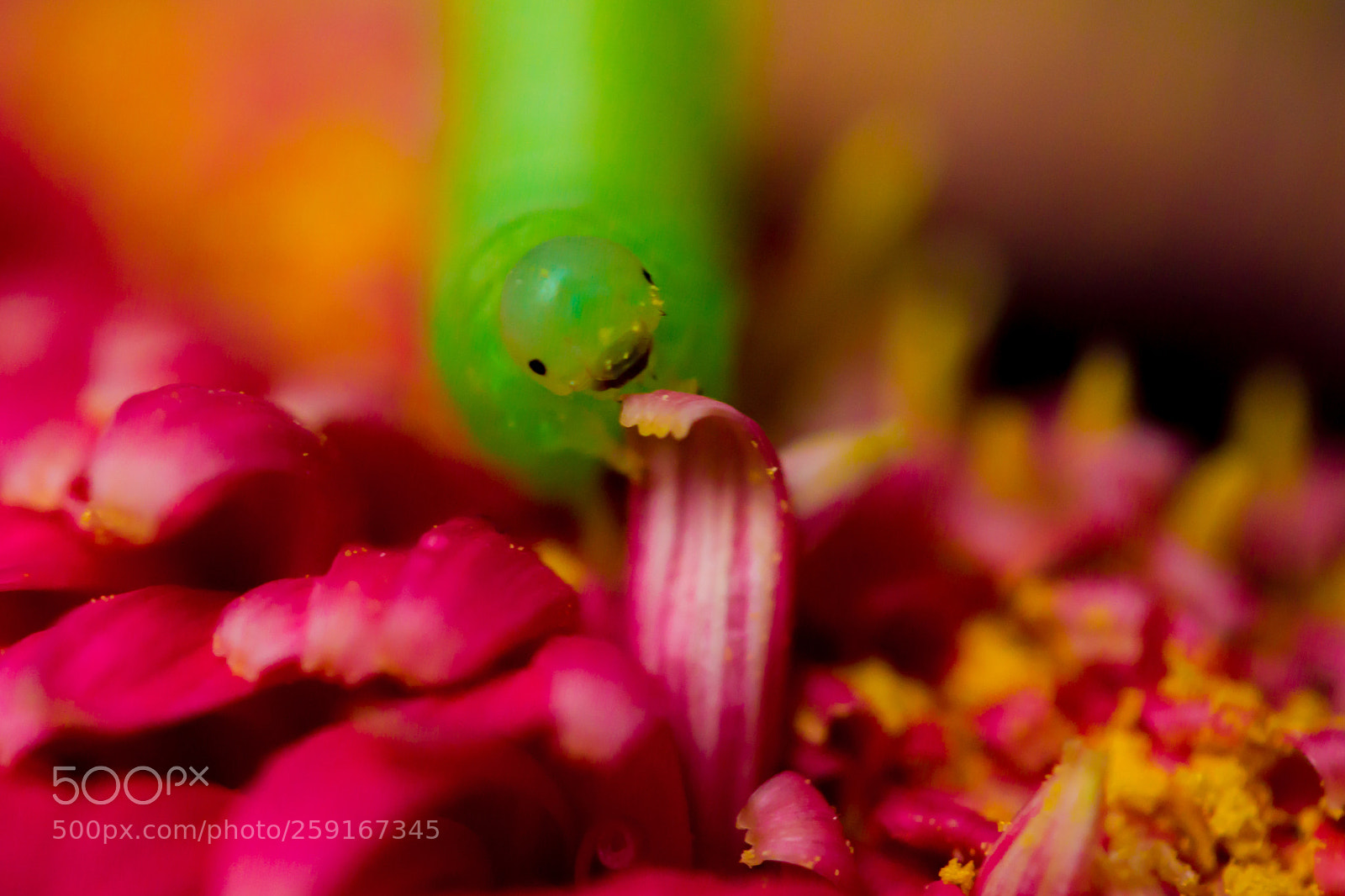 Canon EOS 600D (Rebel EOS T3i / EOS Kiss X5) sample photo. Green caterpillar photography
