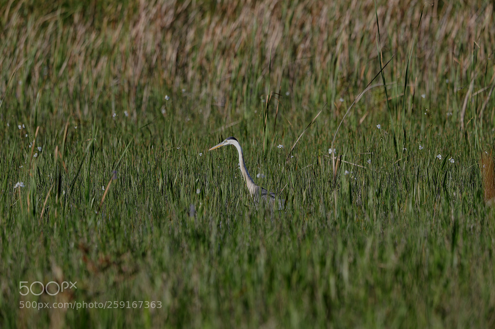 Canon EOS-1D X Mark II sample photo. 05-23-18-0019512.jpg photography