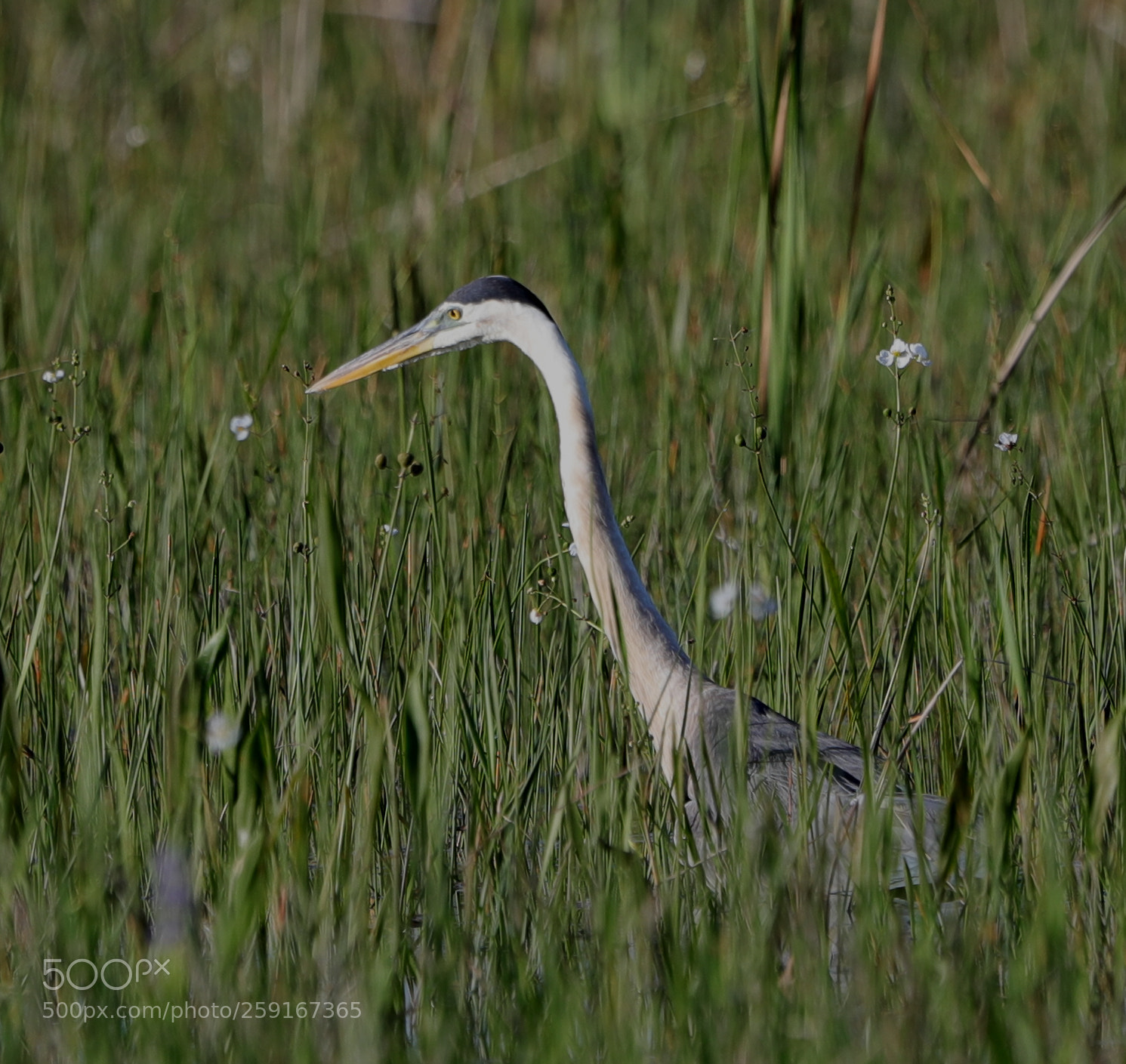Canon EOS-1D X Mark II sample photo. 05-23-18-0019511.jpg photography