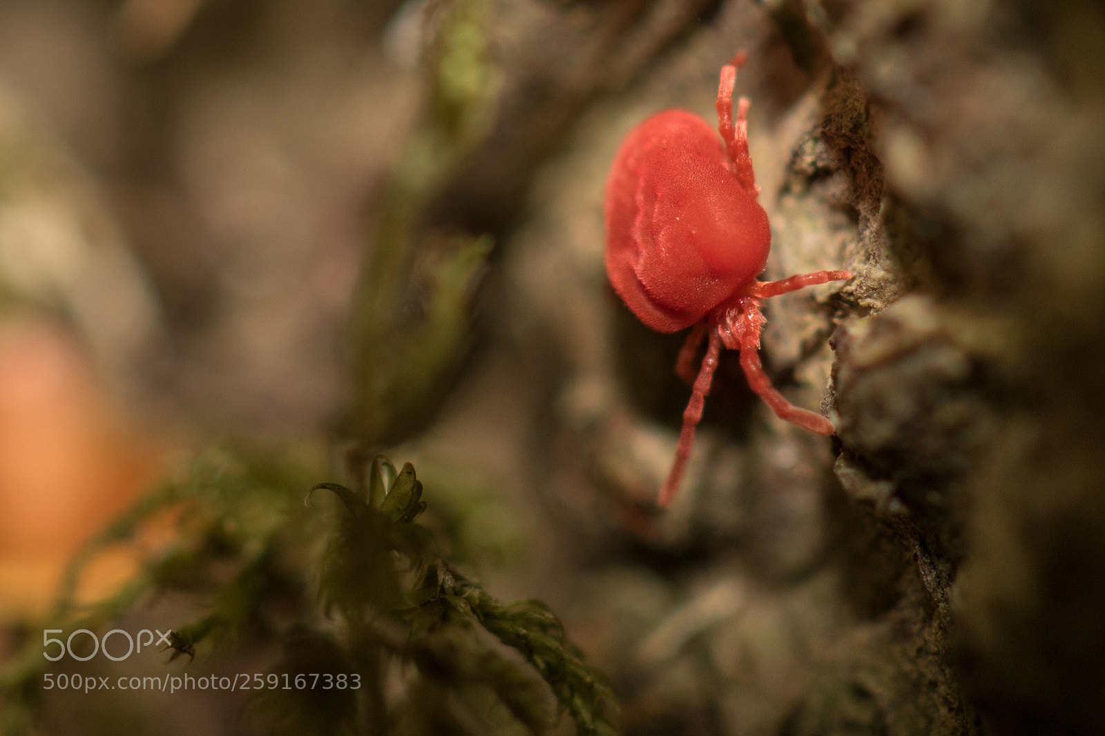 Canon EOS 7D Mark II sample photo. Velvet mite (trombidium holosericeum) photography