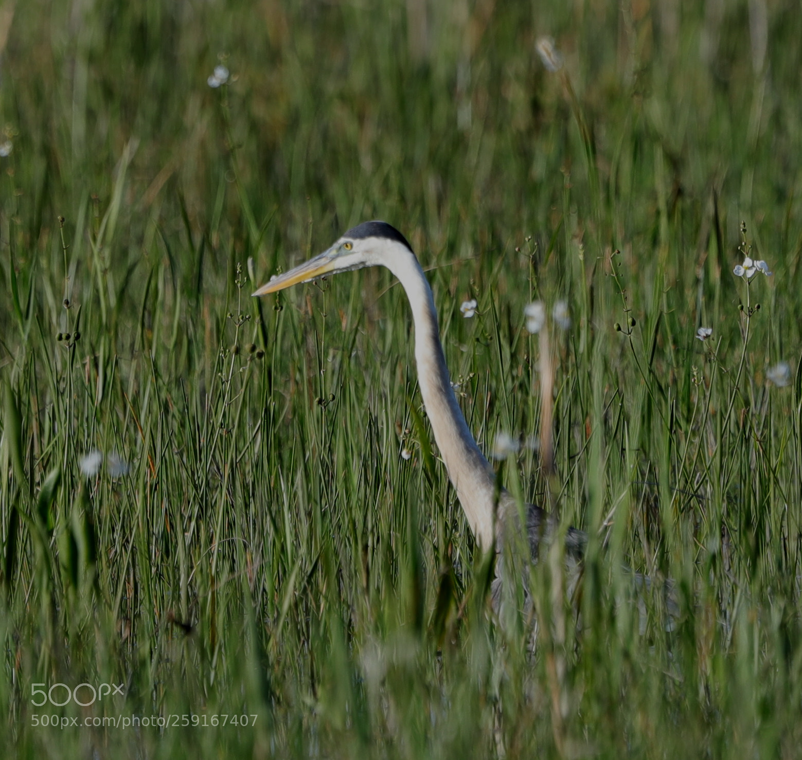 Canon EOS-1D X Mark II sample photo. 05-23-18-0019509.jpg photography