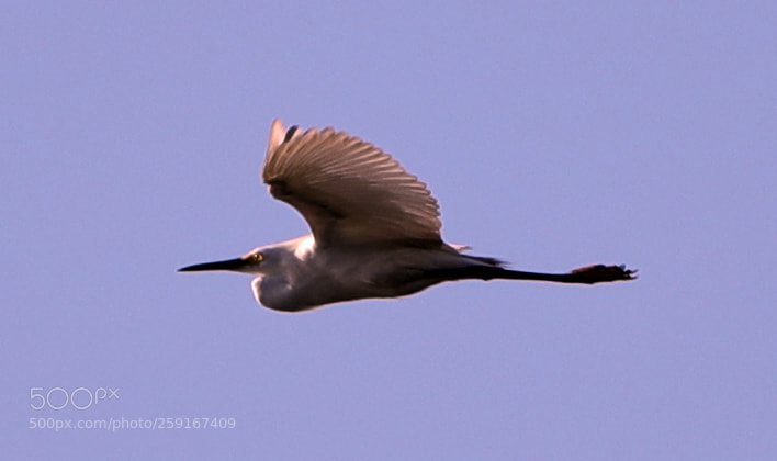 Canon EOS-1D X Mark II sample photo. 05-23-18-0019503.jpg photography
