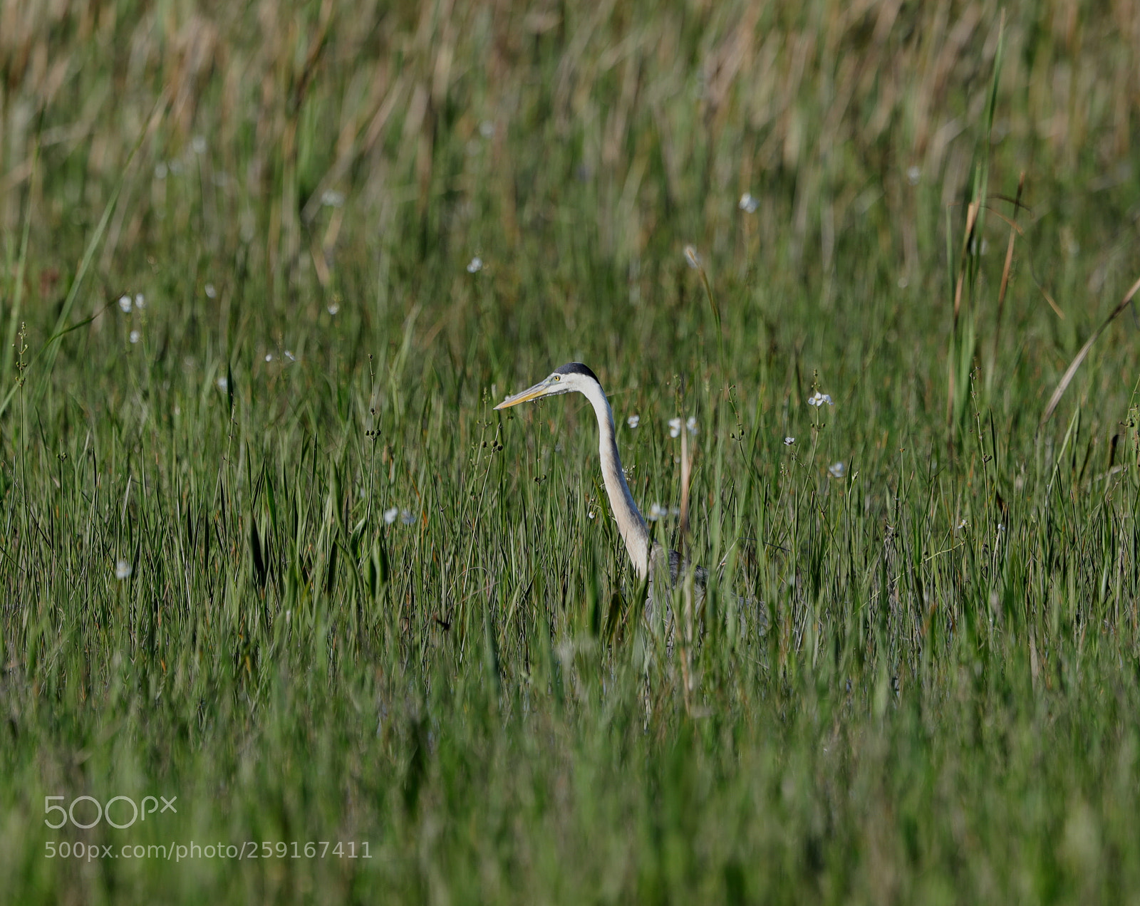 Canon EOS-1D X Mark II sample photo. 05-23-18-0019510.jpg photography
