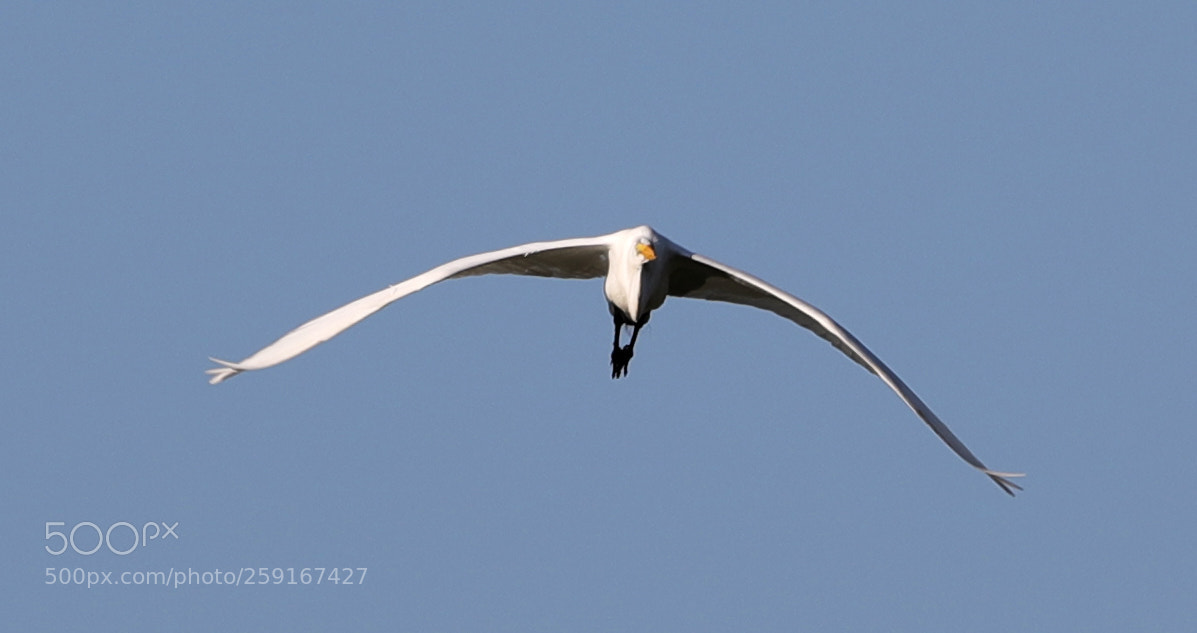 Canon EOS-1D X Mark II sample photo. 05-23-18-0019499.jpg photography