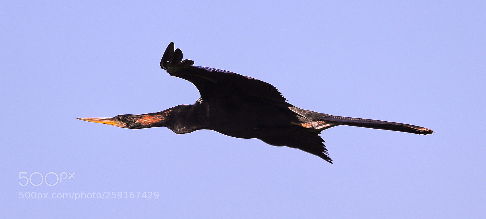 Canon EOS-1D X Mark II sample photo. 05-23-18-0019451.jpg photography