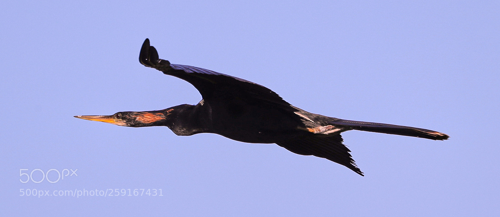 Canon EOS-1D X Mark II sample photo. 05-23-18-0019450.jpg photography