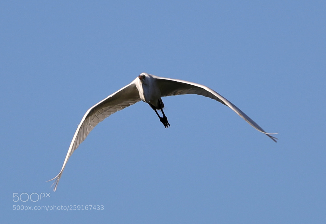 Canon EOS-1D X Mark II sample photo. 05-23-18-0019495.jpg photography