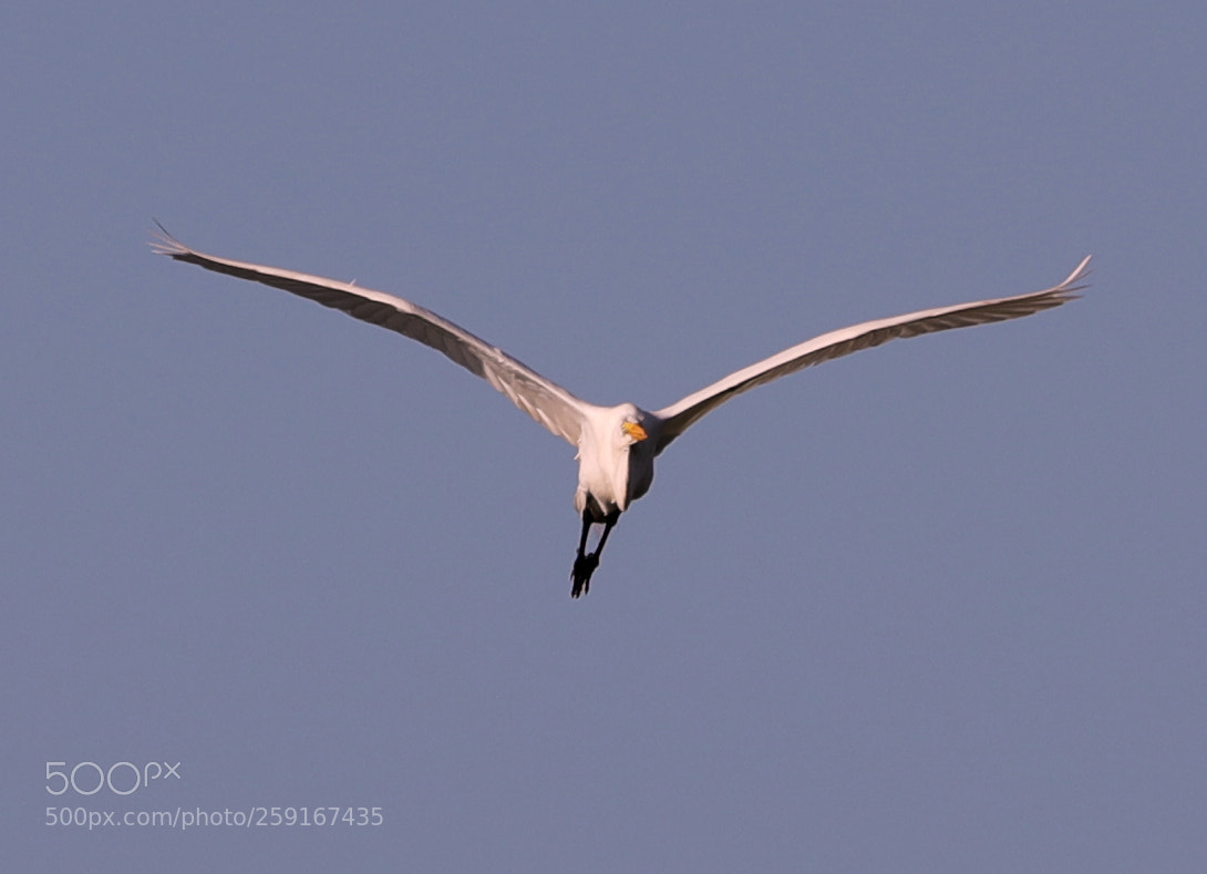 Canon EOS-1D X Mark II sample photo. 05-23-18-0019498.jpg photography