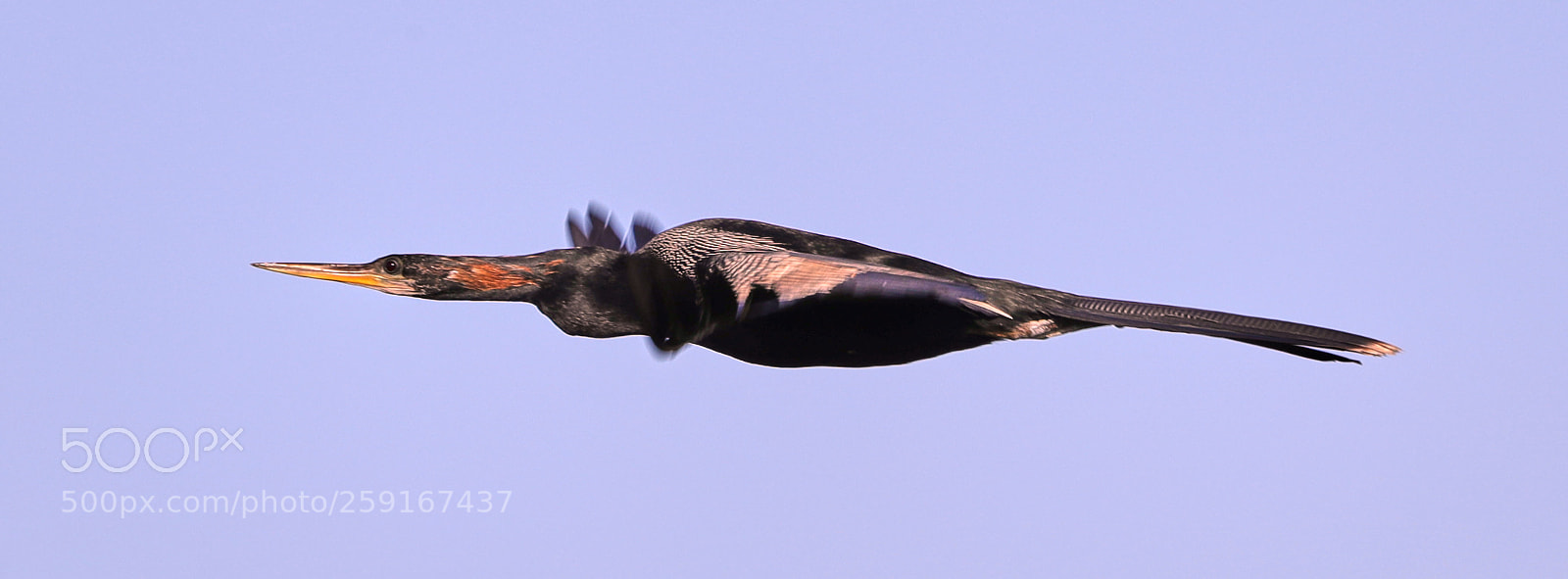 Canon EOS-1D X Mark II sample photo. 05-23-18-0019453.jpg photography