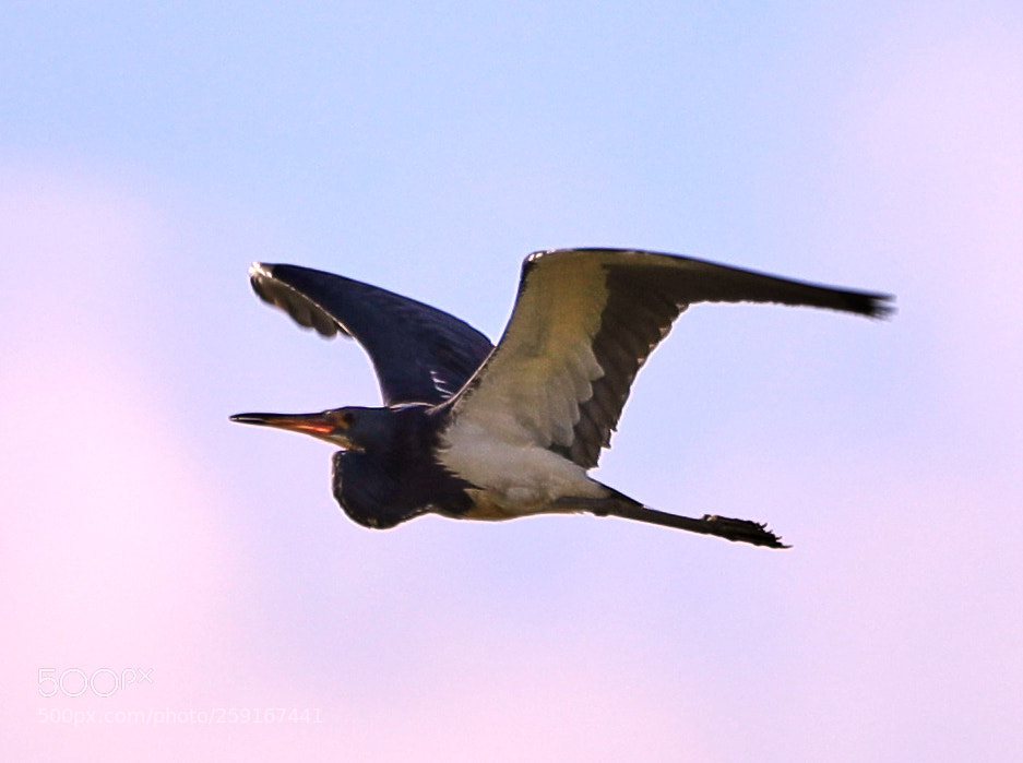 Canon EOS-1D X Mark II sample photo. 05-23-18-0019448.jpg photography
