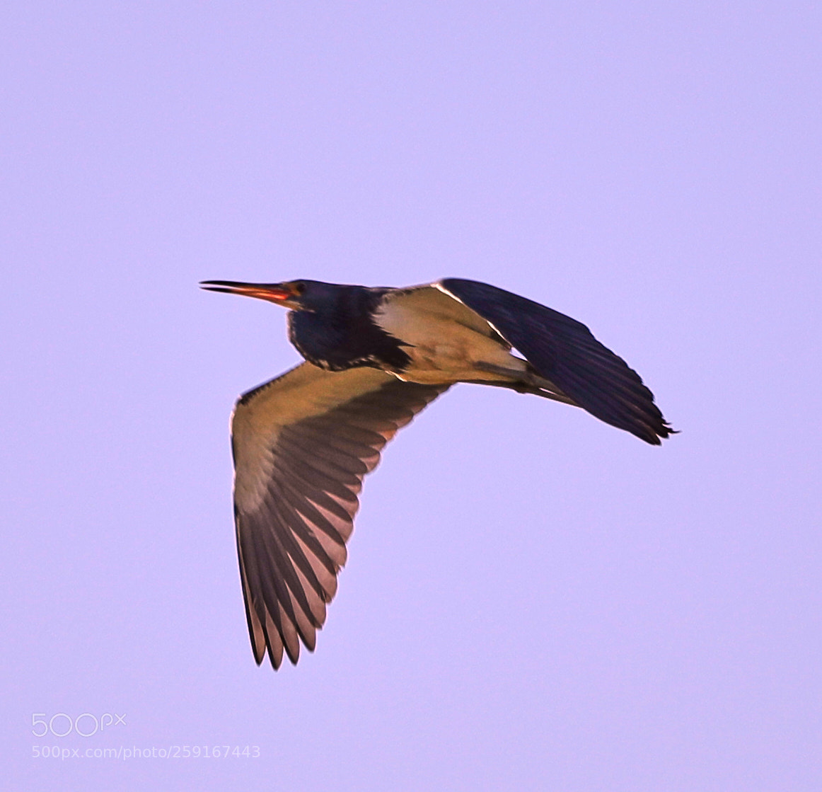 Canon EOS-1D X Mark II sample photo. 05-23-18-0019447.jpg photography