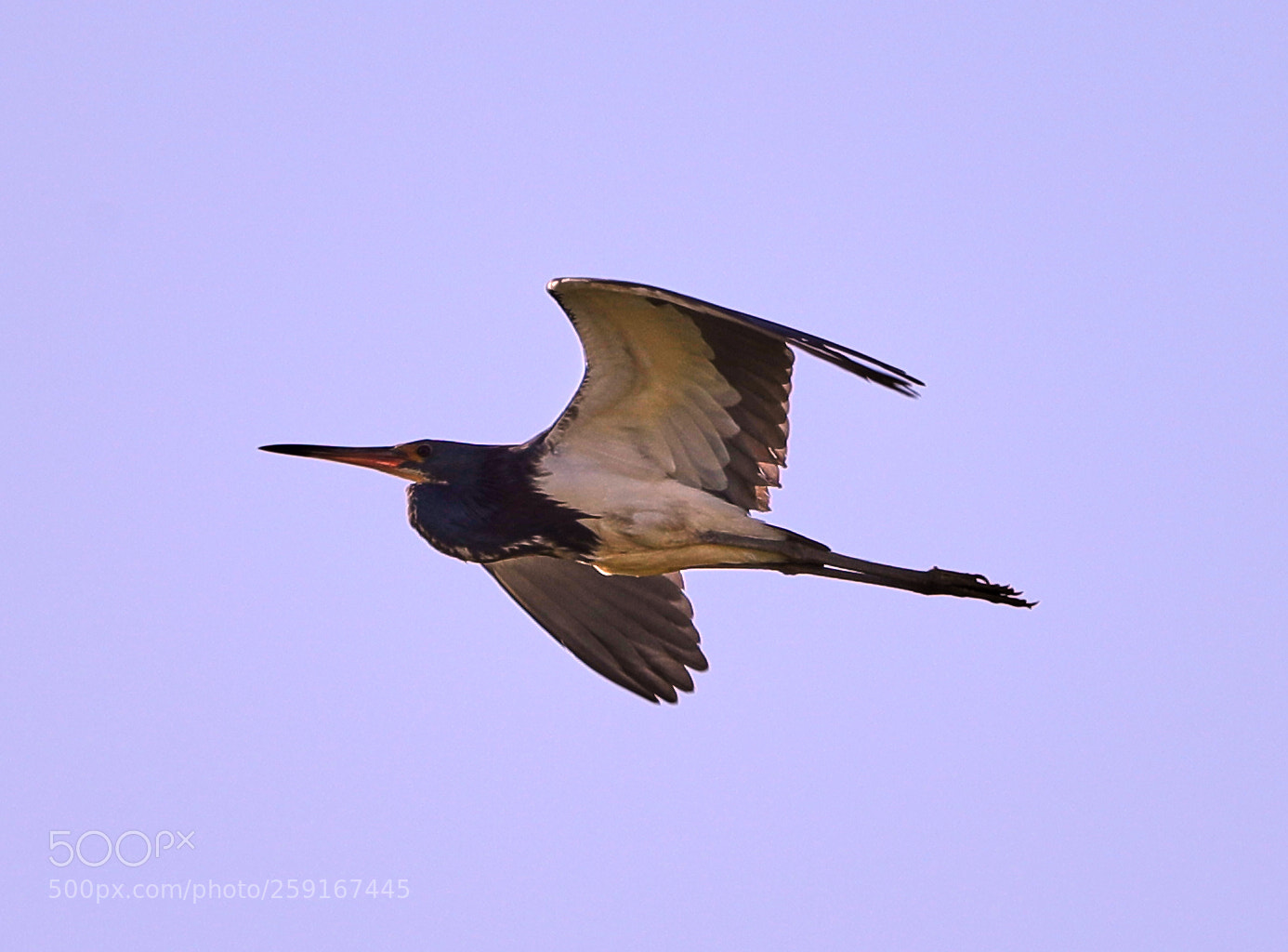 Canon EOS-1D X Mark II sample photo. 05-23-18-0019446.jpg photography