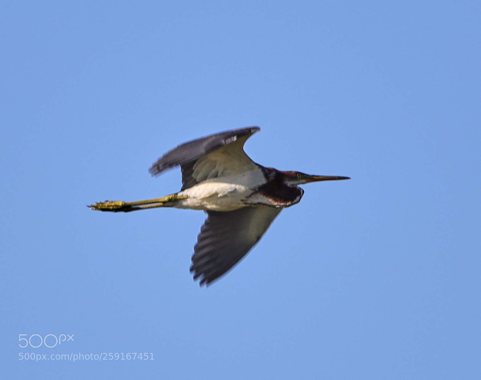 Canon EOS-1D X Mark II sample photo. 05-23-18-0019445.jpg photography