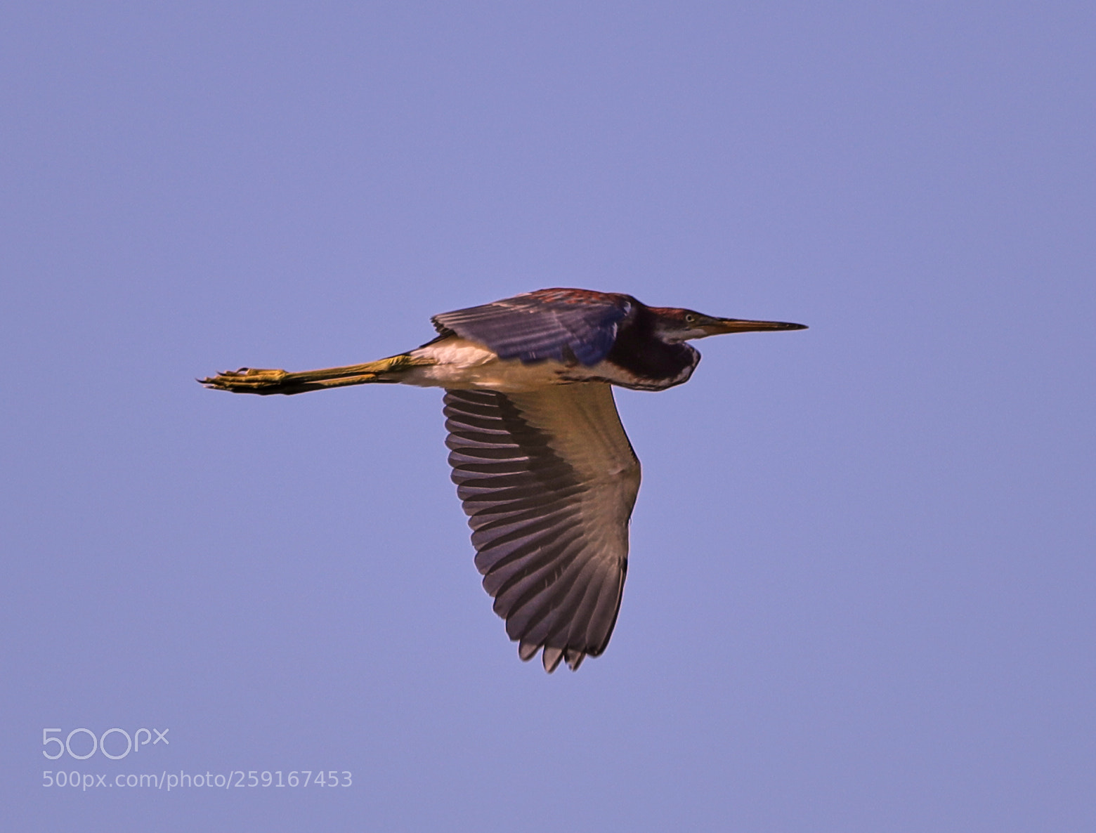 Canon EOS-1D X Mark II sample photo. 05-23-18-0019444.jpg photography