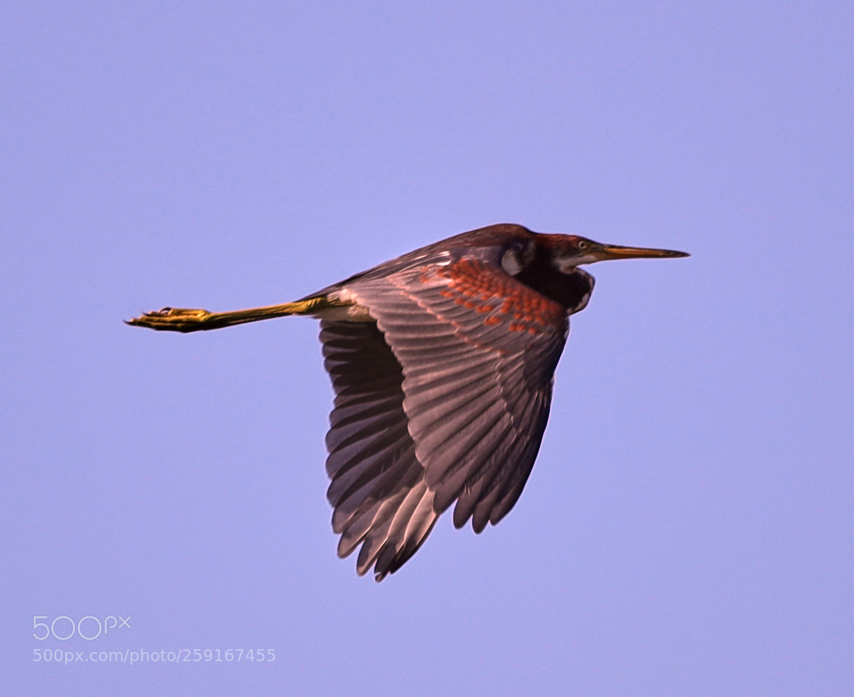 Canon EOS-1D X Mark II sample photo. 05-23-18-0019442.jpg photography