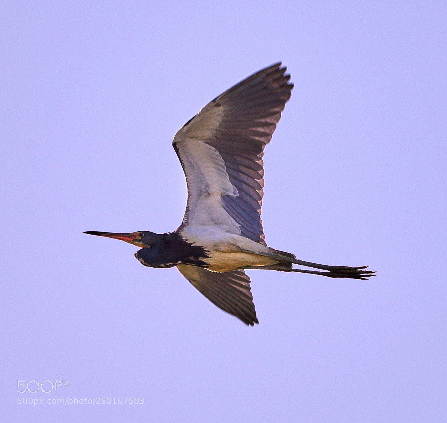 Canon EOS-1D X Mark II sample photo. 05-23-18-0019441.jpg photography