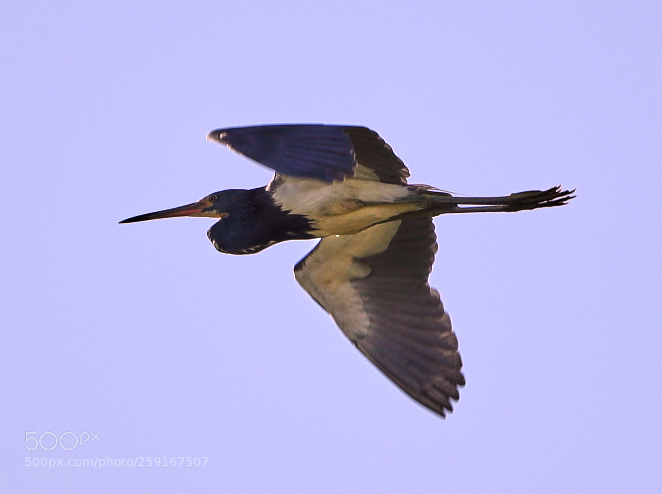 Canon EOS-1D X Mark II sample photo. 05-23-18-0019440.jpg photography