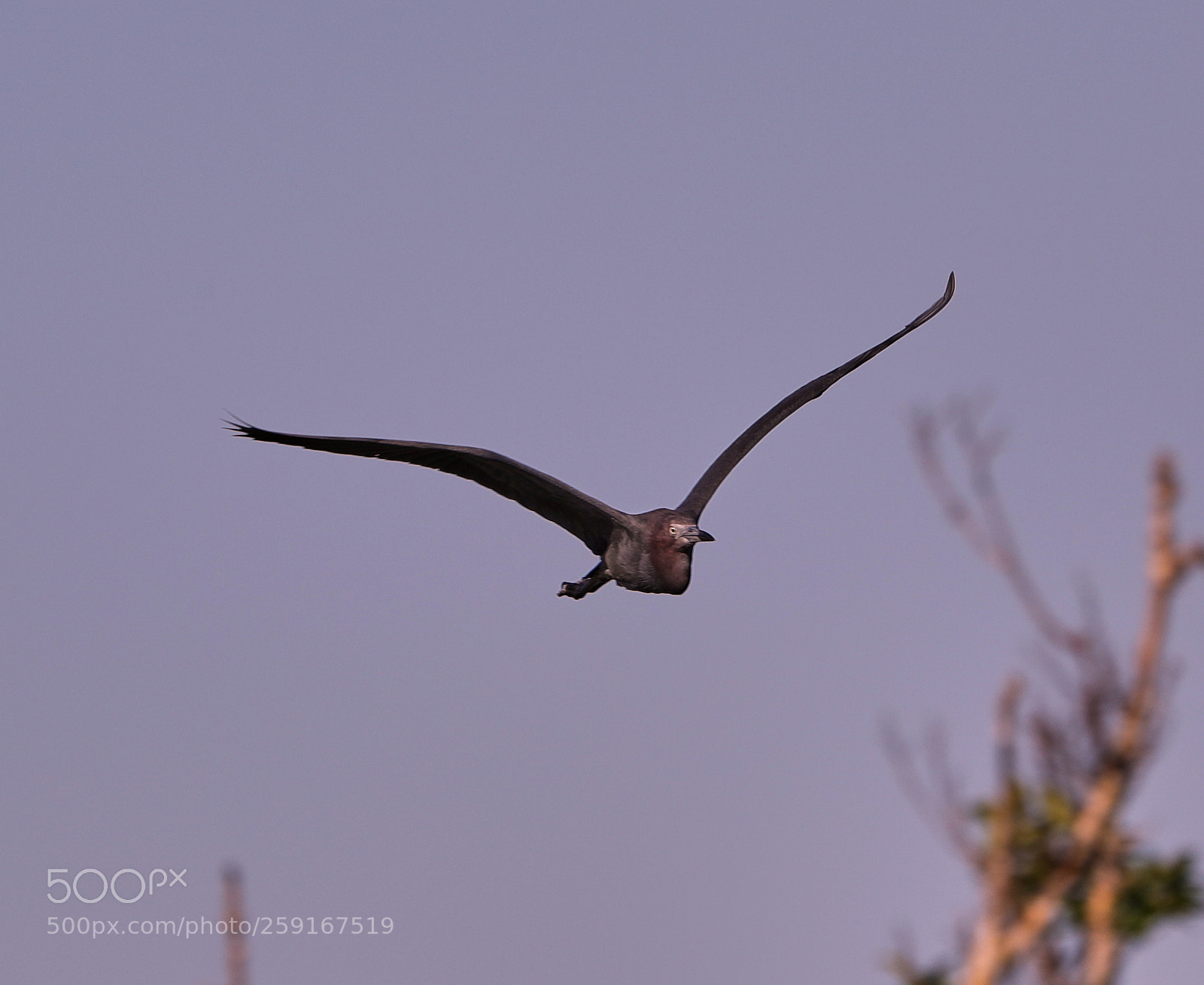 Canon EOS-1D X Mark II sample photo. 05-23-18-0019439.jpg photography